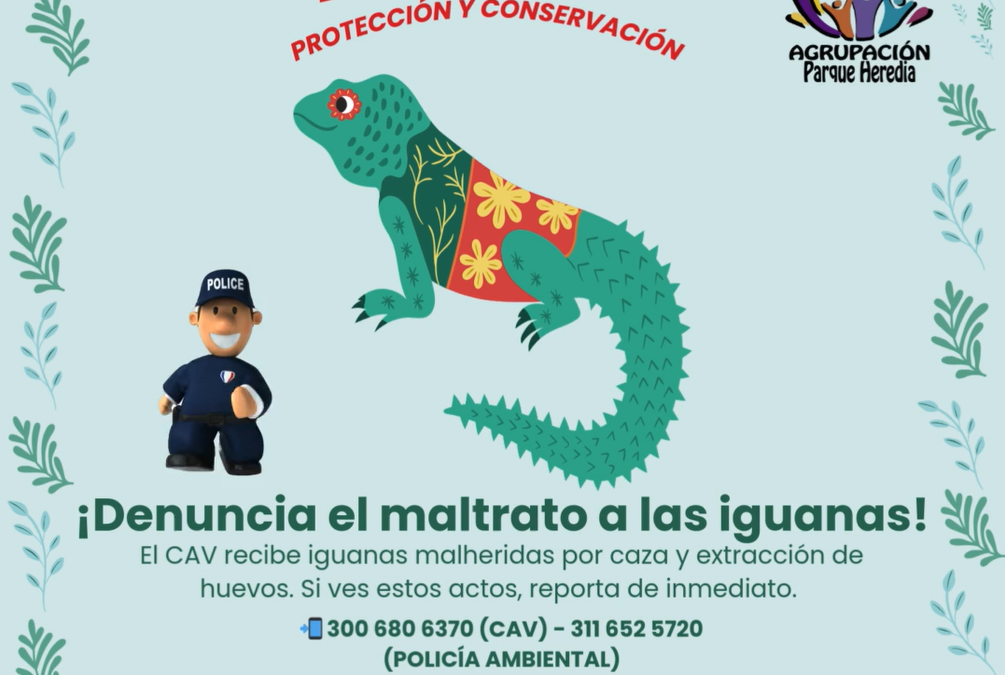 ¡Protejamos a nuestras Iguanas! 🦎❌